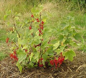 How to Grow Red Currants: USA Gardener’s Guide