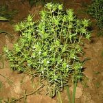 How to Grow Summer Savory: Peppery Herb