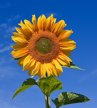 330px Sunflower sky backdrop
