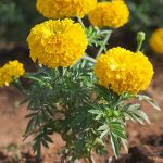How to Grow Marigolds: Easy USA Flower Guide