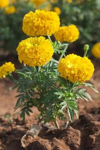 How to Grow Marigolds: Easy USA Flower Guide