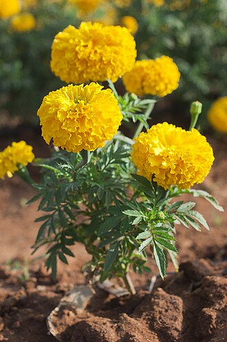 330px Tagetes erecta chendumalli chedi