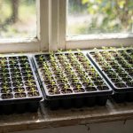 Seedling trays with peat free seed starting mix on a windowsill