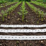 DIY seed tape strips with seeds for straight carrot rows