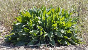 How to Grow Sorrel: Tips for USA Gardens