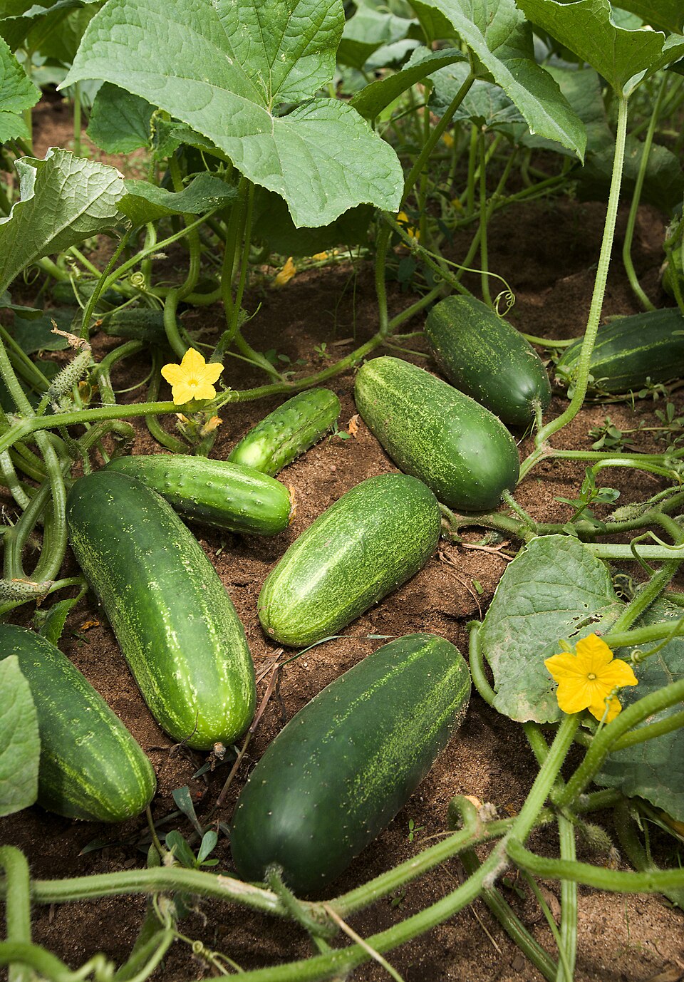 How to Grow Cucumbers: Trellis & Harvest Tips