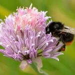 960px Allium schoenoprasum Bombus lapidarius Tootsi