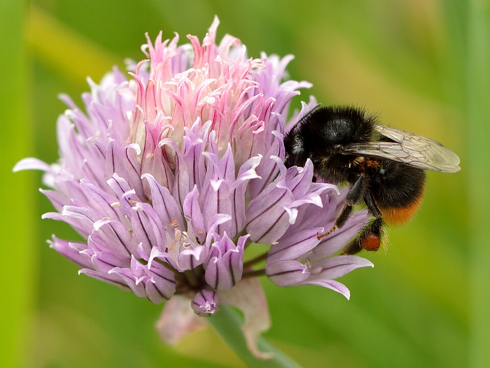 How to Grow Chives: A Perennial Herb Guide