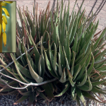 How to Grow Aloe Vera: Succulent Guide
