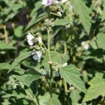 960px Althaea officinalis kz07