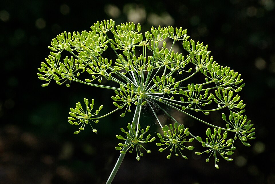 How to Grow Dill: Leaves and Seed Heads