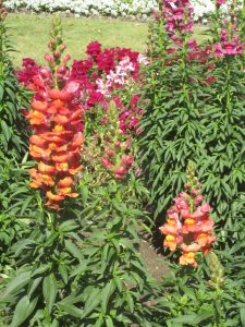 How to Grow Snapdragons: Cool-Season Color