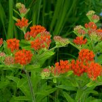 960px Asclepias tuberosa interior
