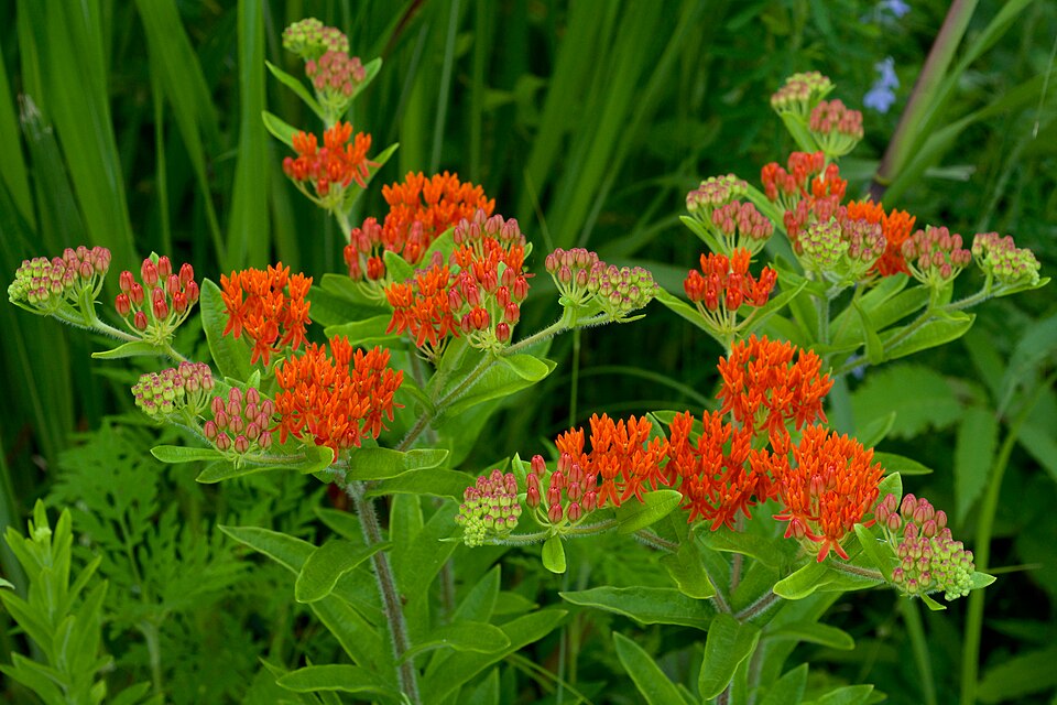 960px Asclepias tuberosa interior