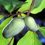 960px Asimina triloba3
