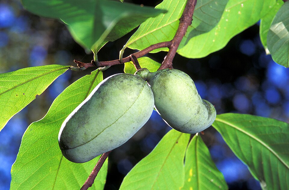 960px Asimina triloba3