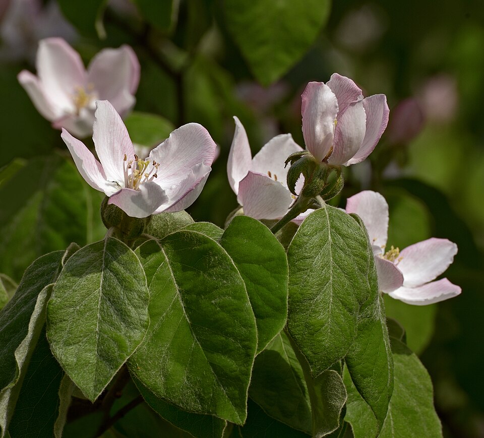 how to grow quince
