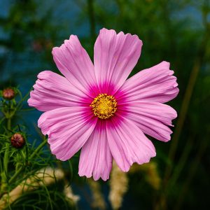 How to Grow Cosmos: Carefree Garden Flowers