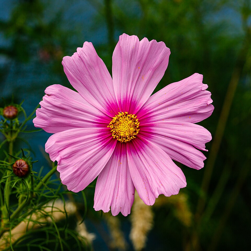 How to Grow Cosmos: Carefree Garden Flowers