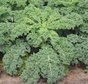 How to Grow Kale: The Complete USA Guide