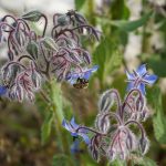 960px Borago officinalis 28202529