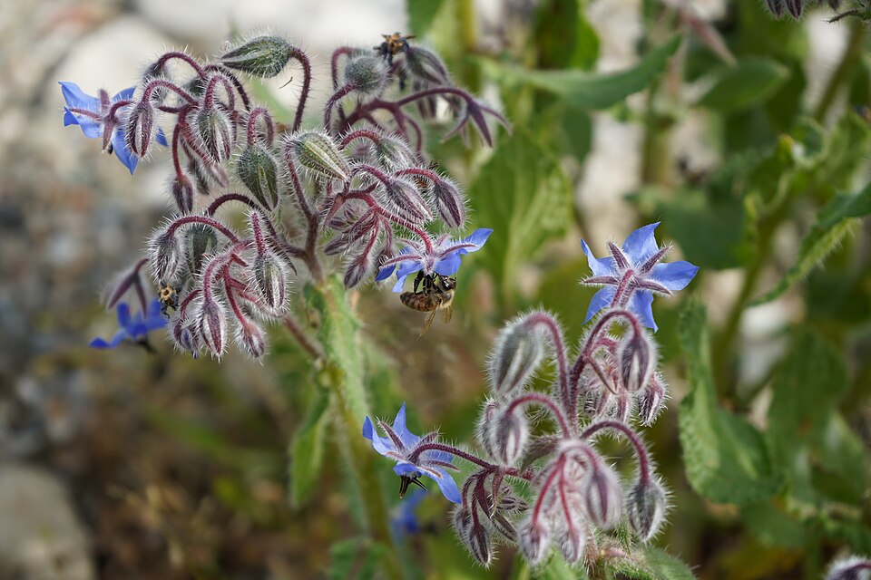 960px Borago officinalis 28202529