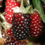 960px Boysenberries