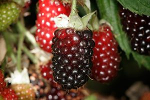 How to Grow Boysenberries: USA Trellis Guide