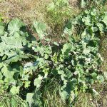 960px Brassica oleracea0