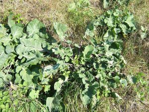 How to Grow Brussels Sprouts: USA Fall Guide