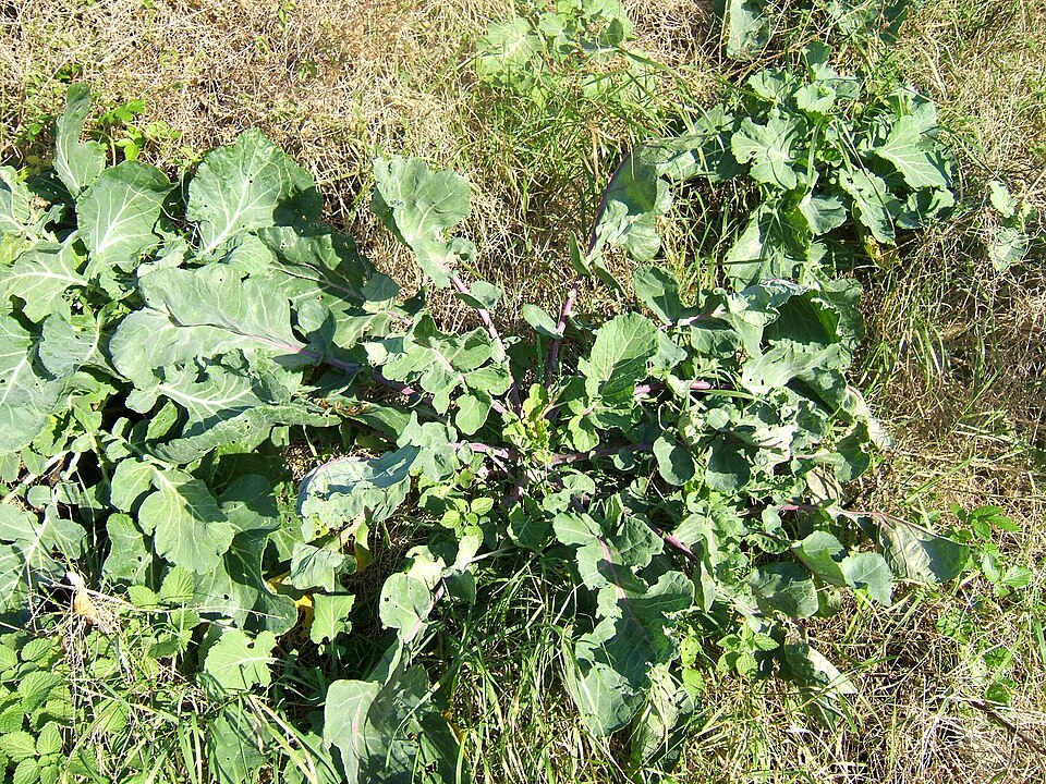 960px Brassica oleracea0