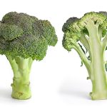 960px Broccoli and cross section edit