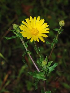 How to Grow Calendula: Easy USA Flower Guide