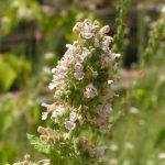 960px Catnip flowers