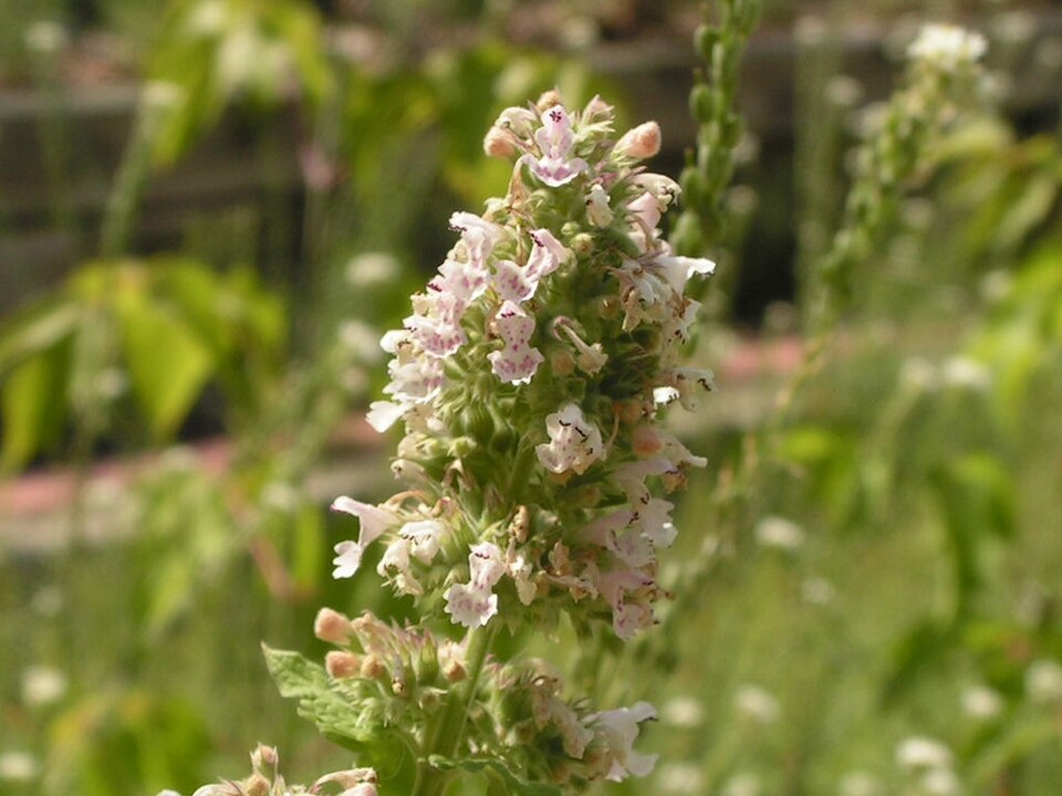 960px Catnip flowers