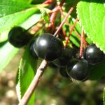 960px Chokeberries