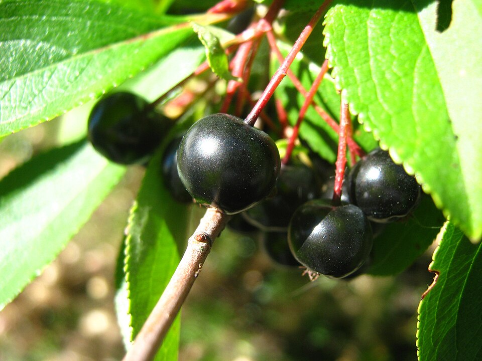 960px Chokeberries