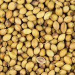 How to Grow Cilantro Without Bolting