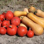 960px Cucurbita 2018 G1