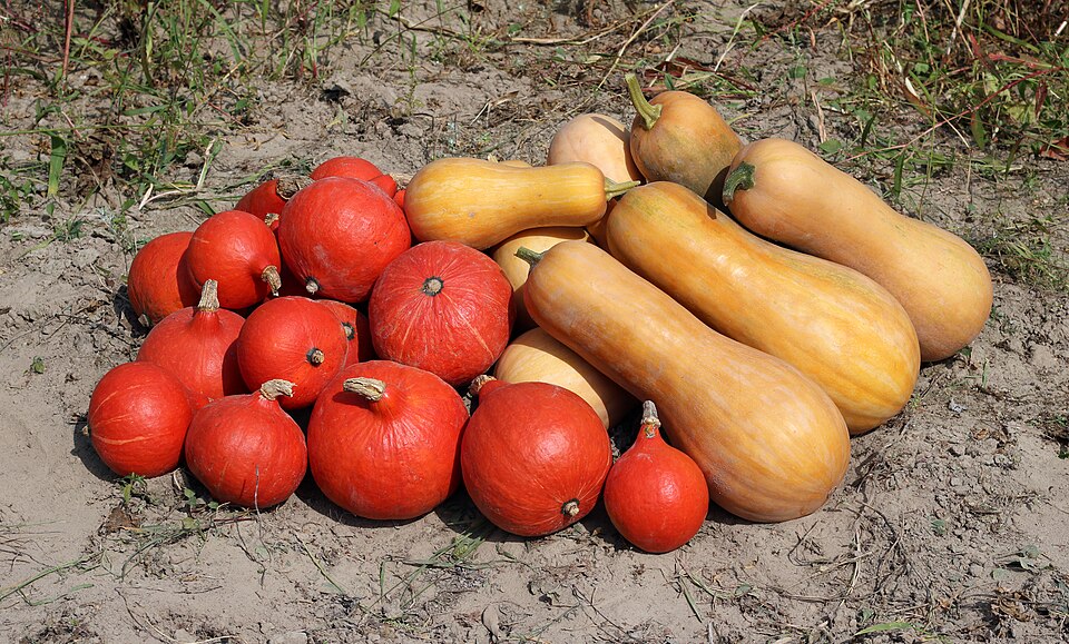 960px Cucurbita 2018 G1