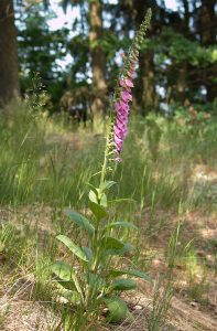 How to Grow Foxglove: Cottage Garden Guide