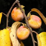 960px Diospyros virginiana fruit