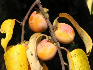 How to Grow American Persimmons: USA Guide