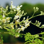 How to Grow Moringa: The Miracle Tree