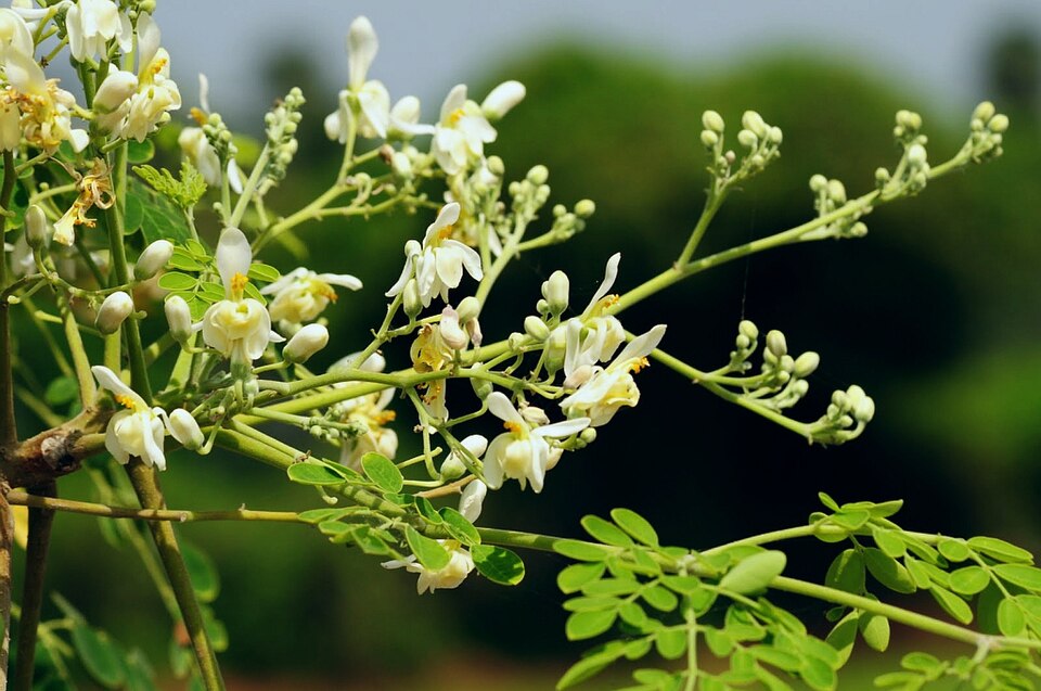 960px DrumstickFlower