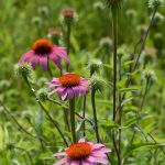 960px Echinacea purpurea Grandview Prairie