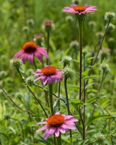 How to Grow Coneflowers: A USA Beginner’s Guide