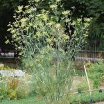 960px Foeniculum July 2011 1a