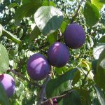 How to Grow European Plums: Prunes & Pies