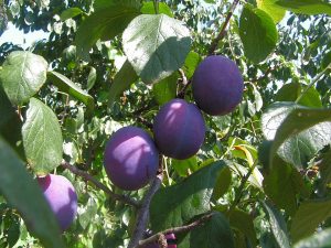 How to Grow European Plums: Prunes & Pies
